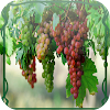 Grapes Jigsaw Puzzles