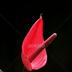 by Martin Marthadinata - Flowers Single Flower