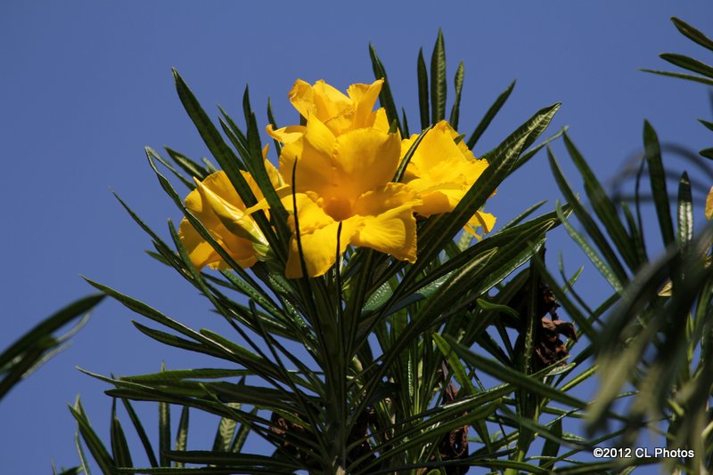 Giant Thevetia or Large-flowered Yellow Oleander