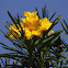 Giant Thevetia or Large-flowered Yellow Oleander
