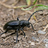 Ground Longhorn Beetle