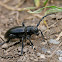 Ground Longhorn Beetle