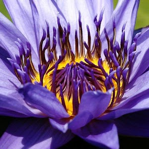 Water lily Picture Book