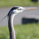 Great blue heron