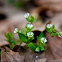 Common chickweed