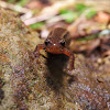 Southern Two-Lined Salamander