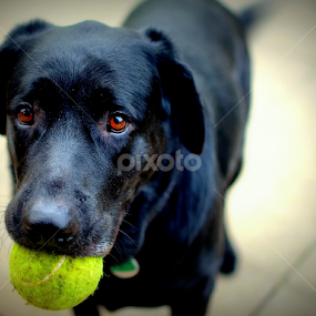 Again. by Lori Louderback - Animals - Dogs Playing