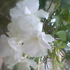 Crape jasmine or Ornamental Pinwheel Flower