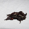Saddleback Caterpillar Moth (male)