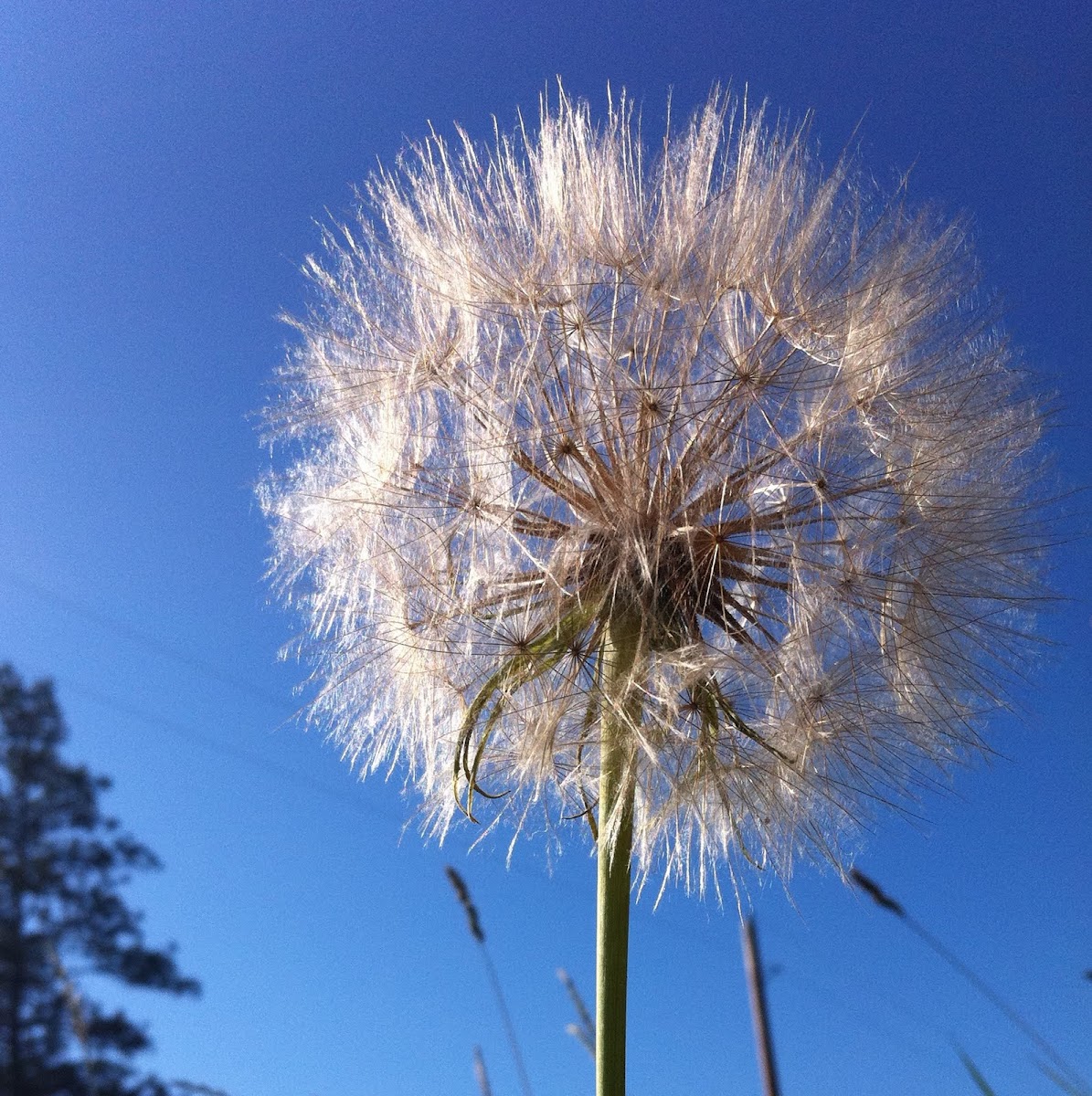 Big Dandelion