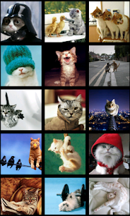 Free Funny Cat Pictures APK