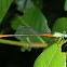 Painted Waxtail