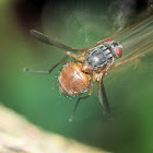 red-bellied fly