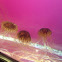 Japanese sea nettle