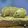 Yellow-striped armyworm