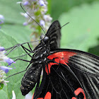 Scarlet Mormon