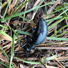 Oil beetle