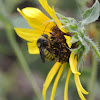 Southern  Plains bumblebee