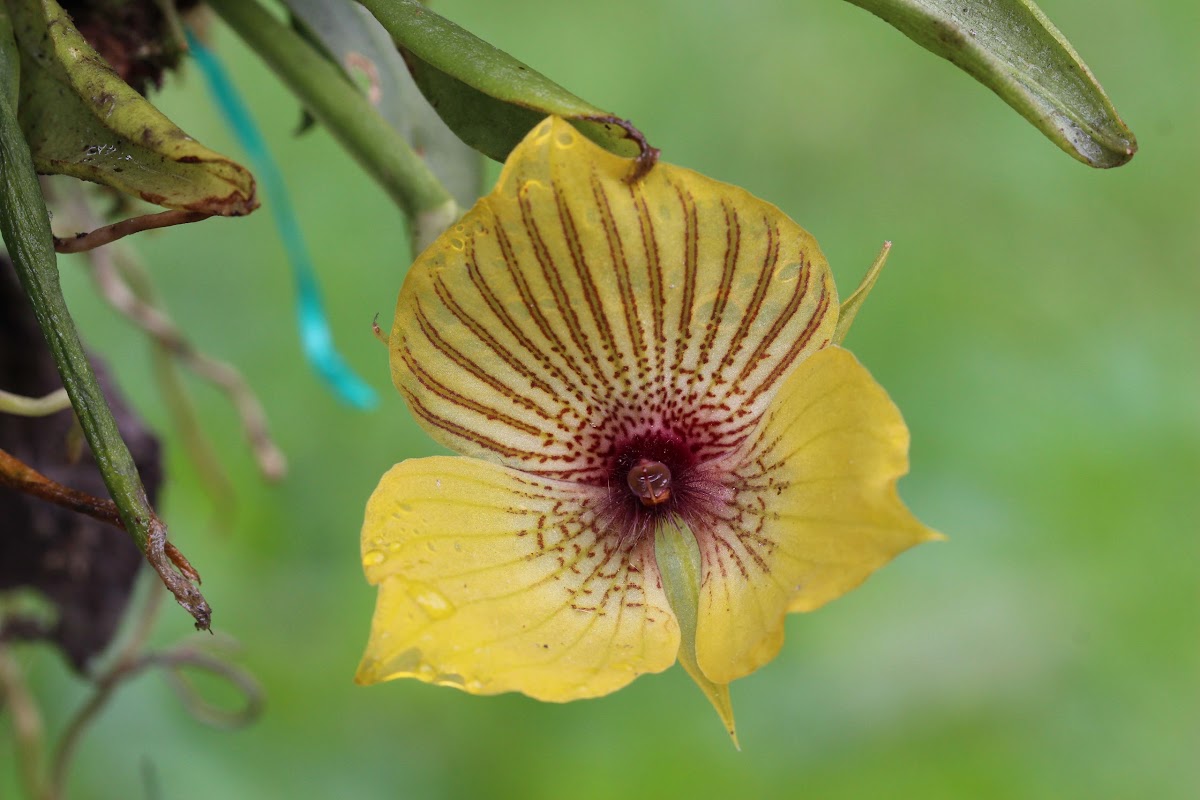 Telipogon orchid