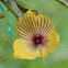 Telipogon orchid