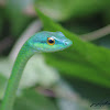 Golden-eyed Parrot Snake