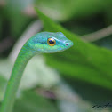 Golden-eyed Parrot Snake