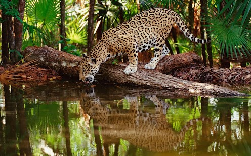 How to install Leopard Wallpaper 1.0 unlimited apk for android