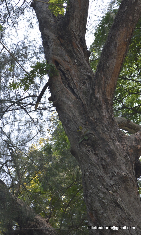 Tickell's Brown Hornbill, Rusty-cheeked Hornbill, Assam Brown-backed Hornbill (female)