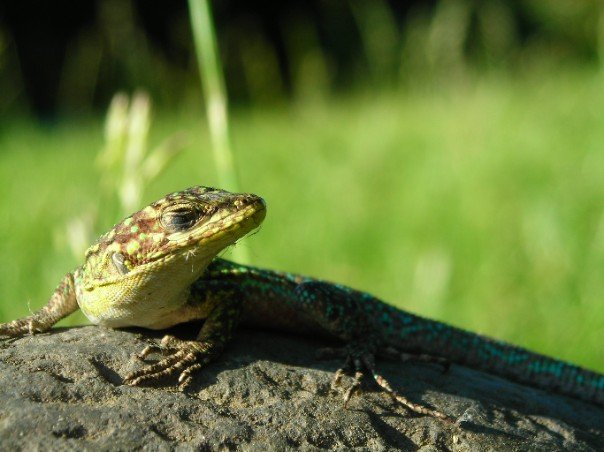 Lagartija (Jewel Lizard)
