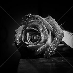Rose Flower B&W by Monzur Sazid Ahmed - Black & White Flowers & Plants