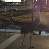 Sandhill Crane