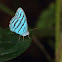 Cephus blue ringlet