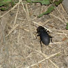 Magyar futrinka-Ground beetles