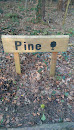Stormont Estate Pine Walk