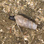 California Horn Snail