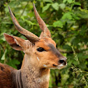 Imbabala – bushbuck, male