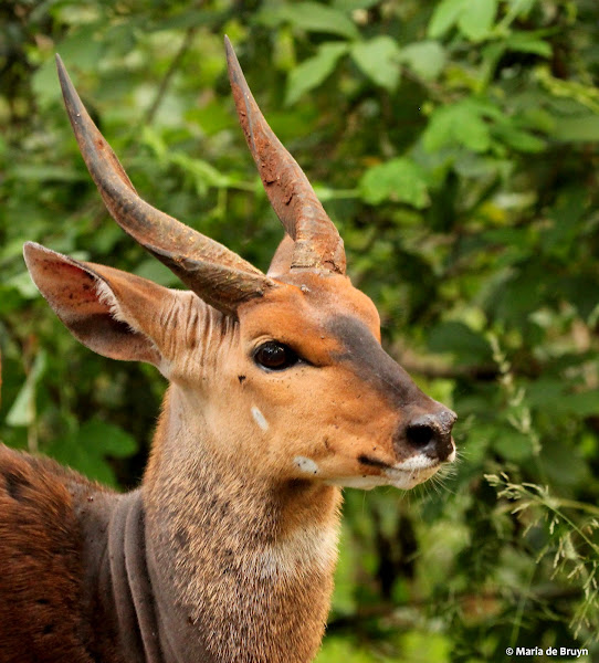 Imbabala – bushbuck, male | Project Noah