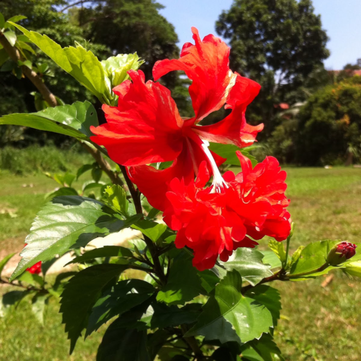 Pagoda hibiscus 