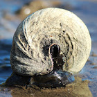 Telescope-shell Creeper or Mud Whelk