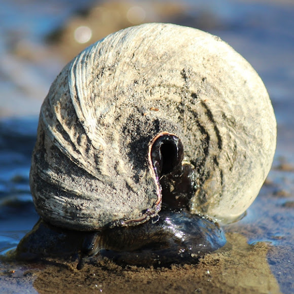 Telescopeshell Creeper or Mud Whelk Project Noah
