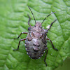 Forest shieldbug nymph