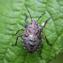 Forest shieldbug nymph