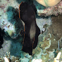 Pinnate Spadefish / Dusky Batfish