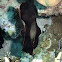 Pinnate Spadefish / Dusky Batfish