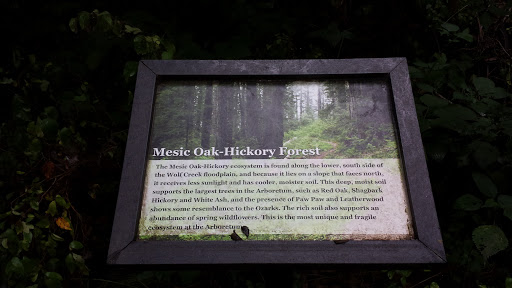 The Mesic Oak-Hickory Forest
