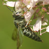 Cuckoo-leaf-cutter Bee, female