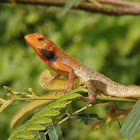 Oriental Garden Lizard