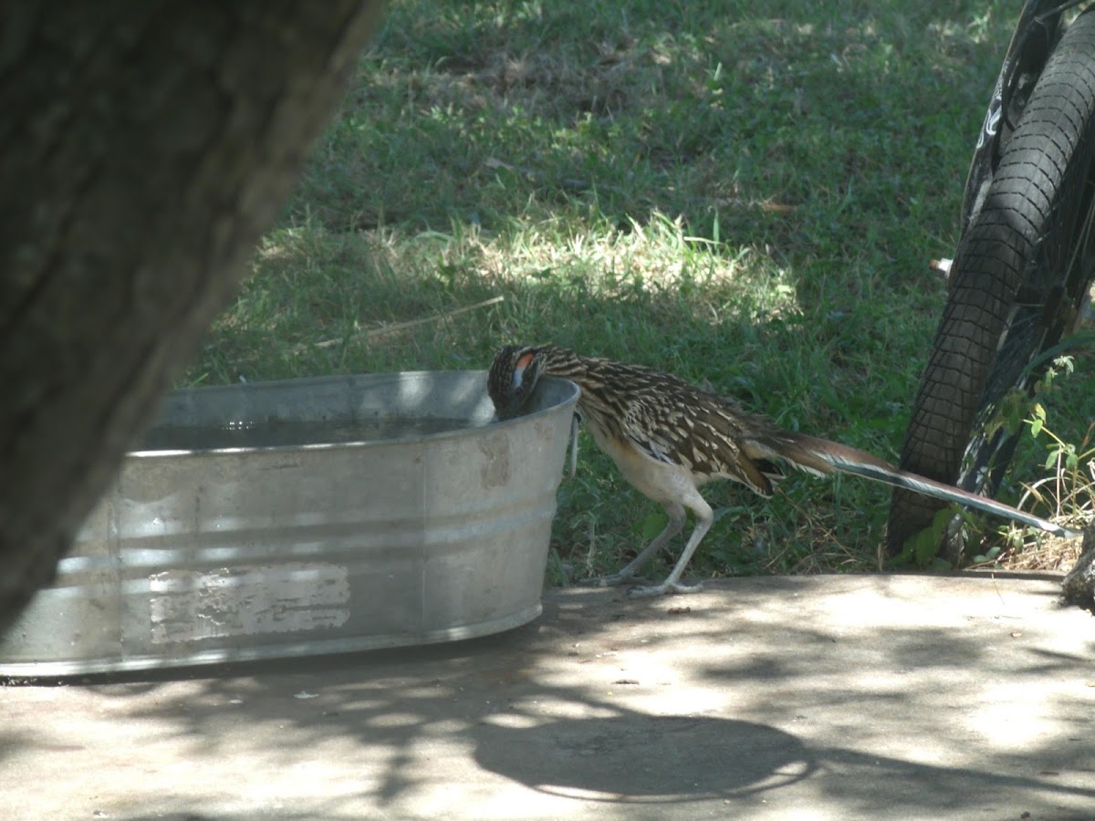 Greater Roadrunner