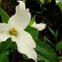 Trillium