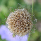Pincushion Flower Seedhead